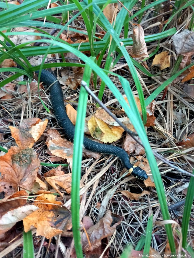 Дела осенние — Куклы Ruby Red (Руби Ред) Fashion Friends: Siblies