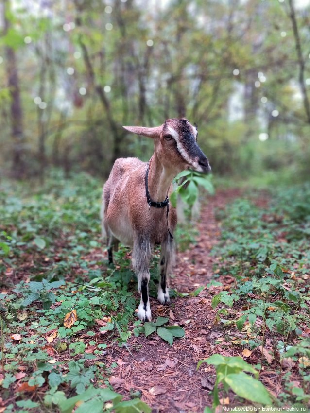 Дела осенние — Куклы Ruby Red (Руби Ред) Fashion Friends: Siblies