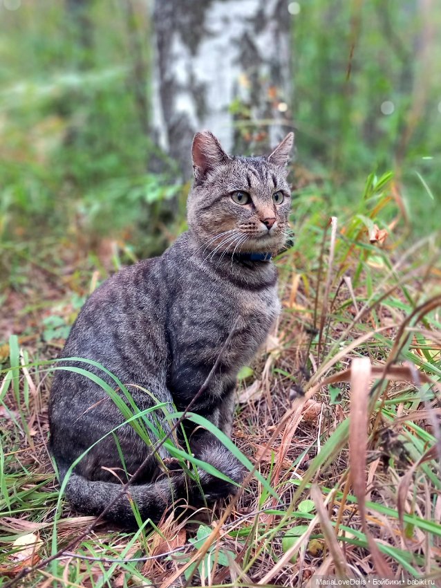 Дела осенние — Куклы Ruby Red (Руби Ред) Fashion Friends: Siblies (фото 3)