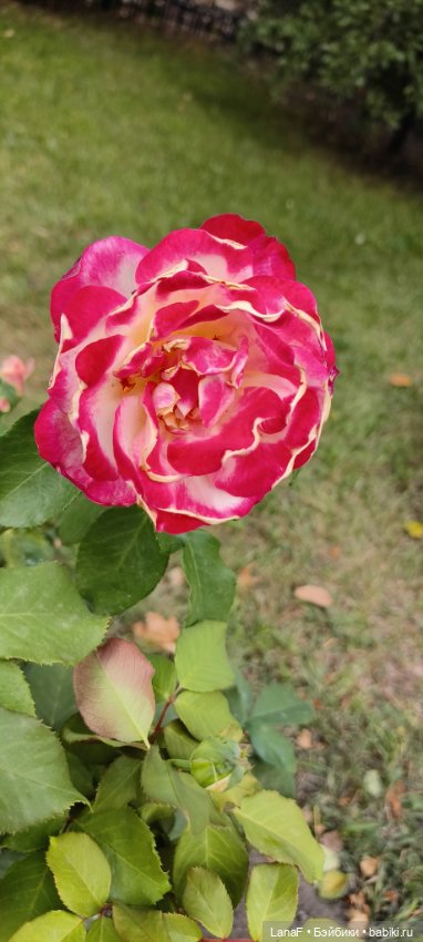 Как Золушка карету выбирала. (Куклы Gabrielle Muller)