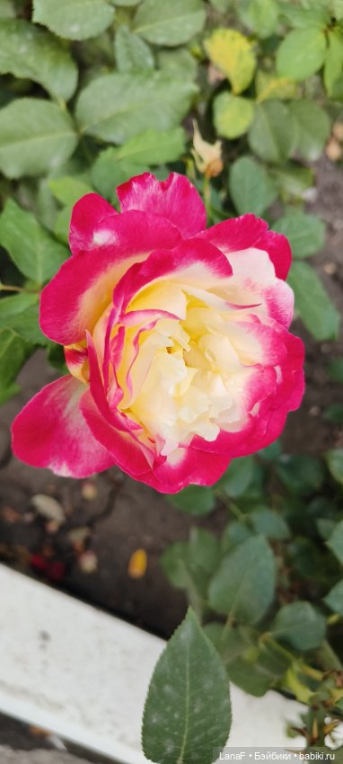 Как Золушка карету выбирала. (Куклы Gabrielle Muller)