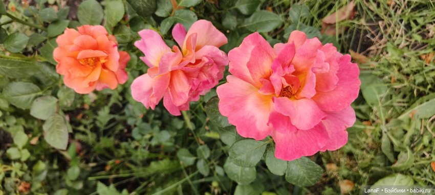 Как Золушка карету выбирала. (Куклы Gabrielle Muller)