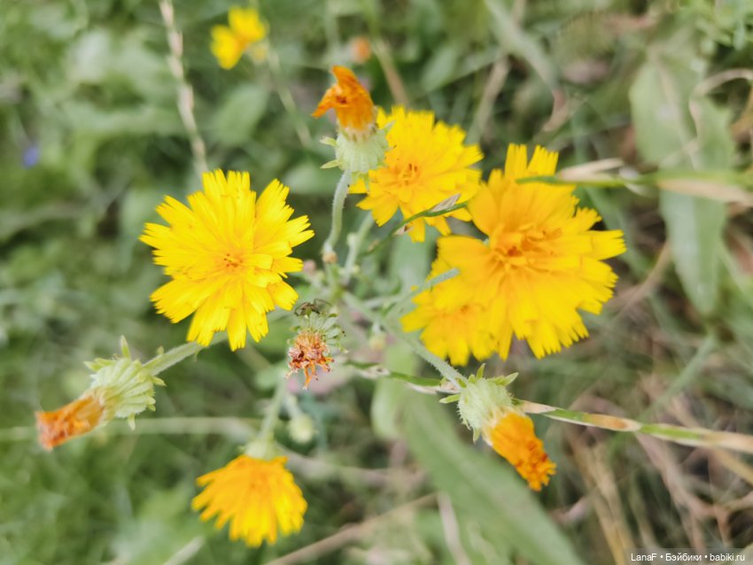 Как Золушка карету выбирала. (Куклы Gabrielle Muller)