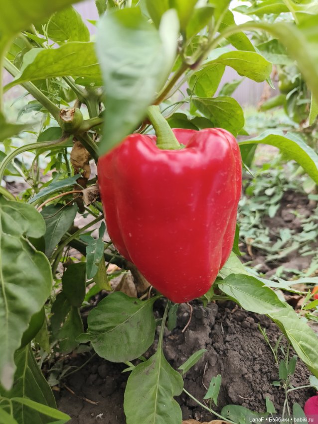 Как Золушка карету выбирала. (Куклы Gabrielle Muller)