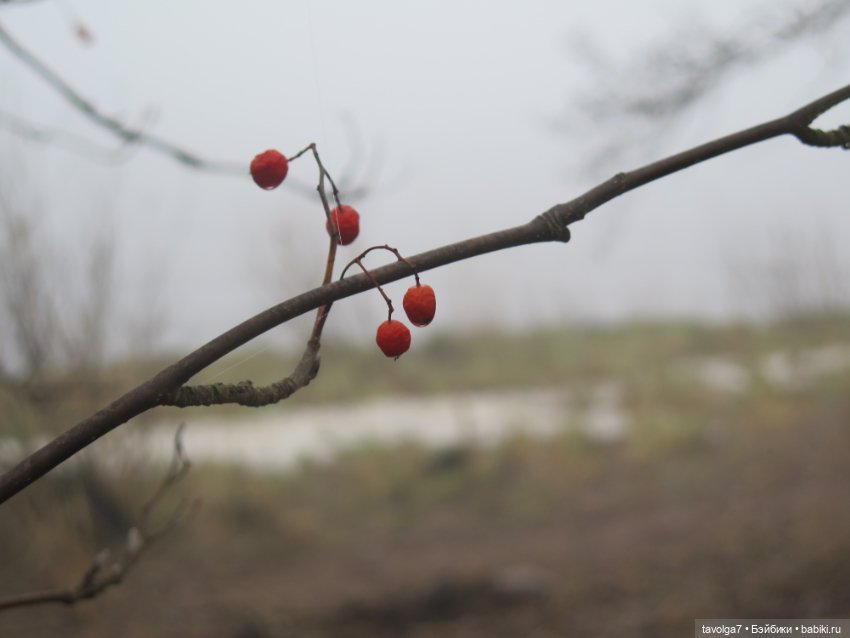 Madam Alexander и мечты о музее