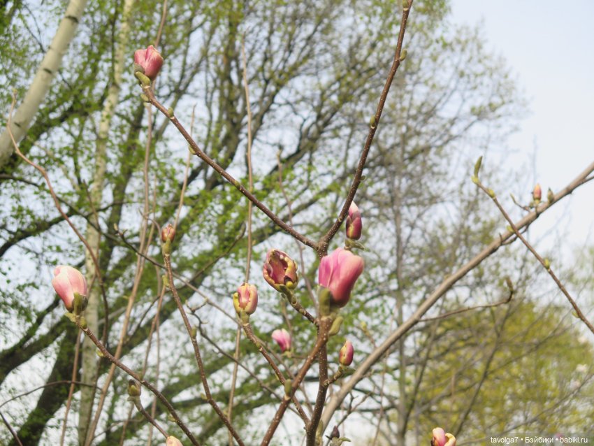 Madam Alexander и мечты о музее (фото 10)