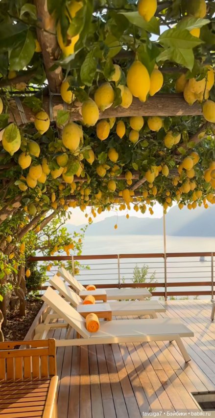 Лимоны - деревья, плоды, цвет, десерты (фото 7)