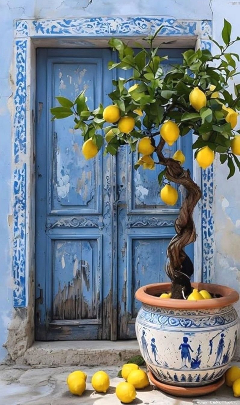 Лимоны - деревья, плоды, цвет, десерты (фото 5)