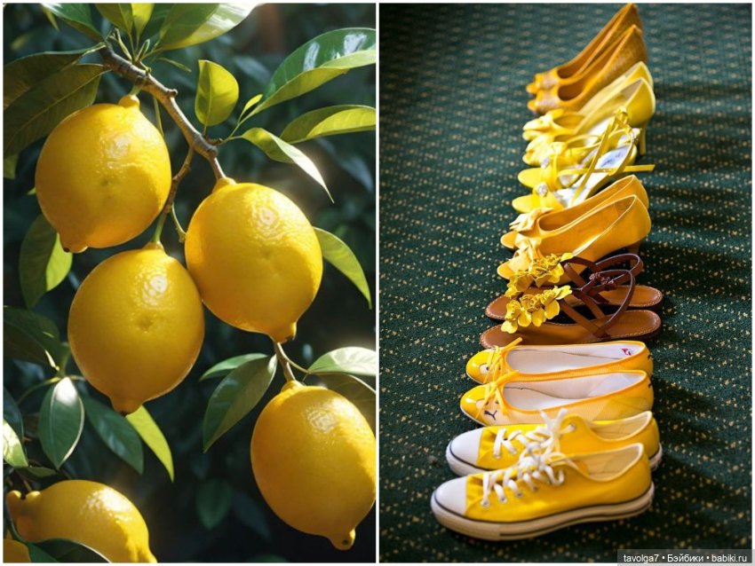 Лимоны - деревья, плоды, цвет, десерты