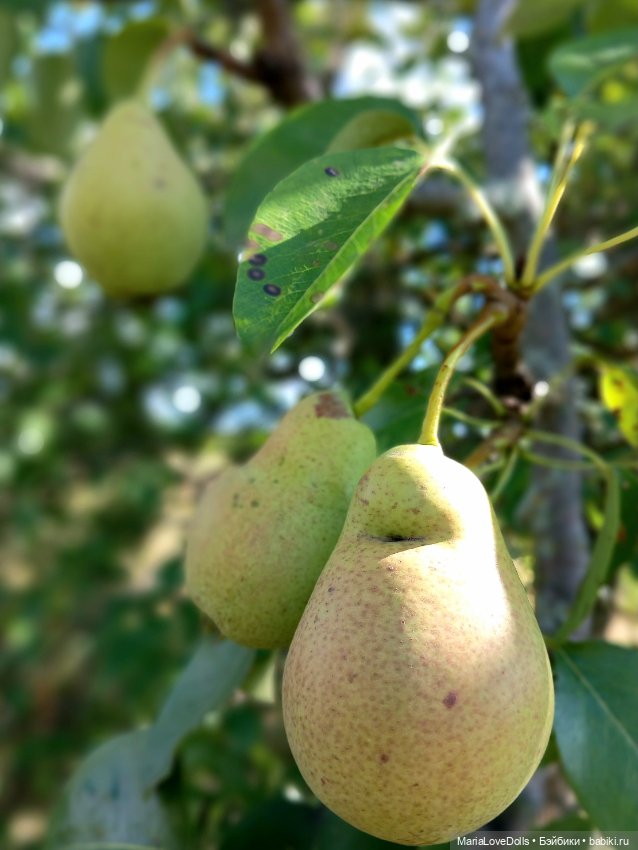 Авось кто и вспомнит — Куклы Ruby Red (Руби Ред) Fashion Friends: Siblies