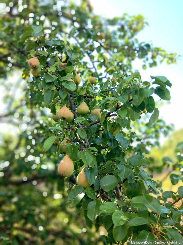 Авось кто и вспомнит — Куклы Ruby Red (Руби Ред) Fashion Friends: Siblies (фото 4)