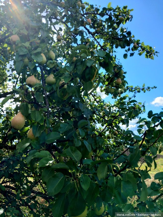 Авось кто и вспомнит — Куклы Ruby Red (Руби Ред) Fashion Friends: Siblies (фото 5)