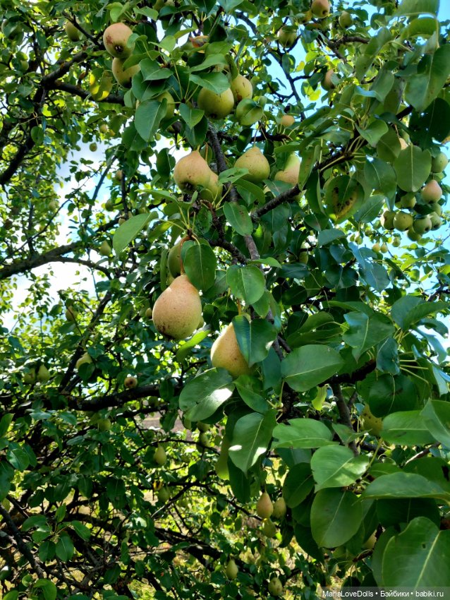 Авось кто и вспомнит — Куклы Ruby Red (Руби Ред) Fashion Friends: Siblies (фото 6)