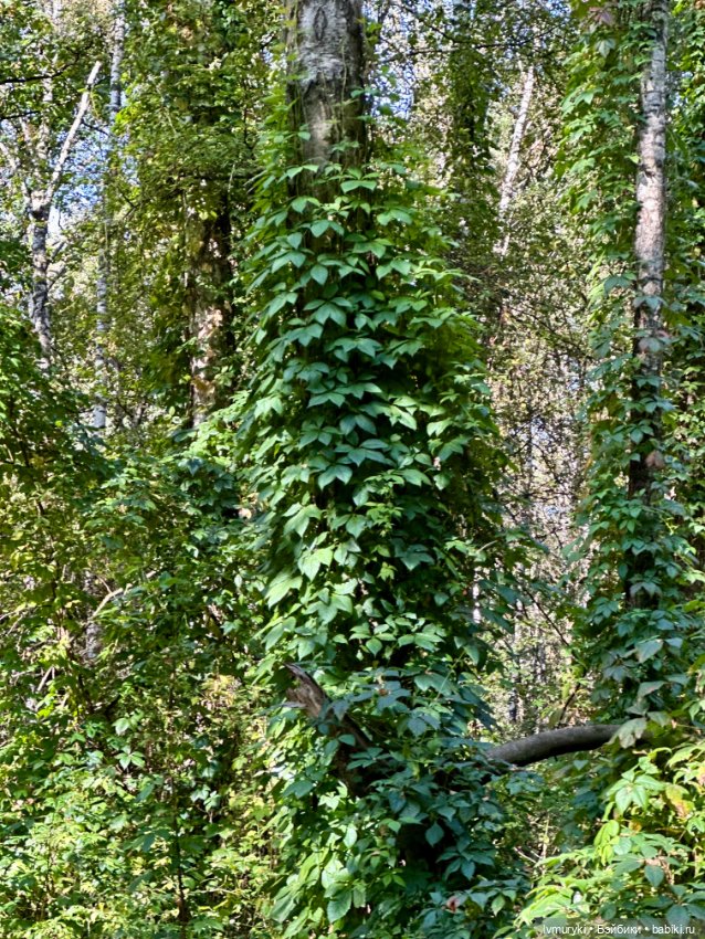 Мариночка Ruby Red 🍁🍁🍁 — Куклы Ruby Red (Руби Ред) Fashion Friends: Siblies