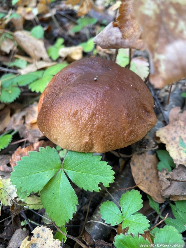 Закрываем грибной сезон) — Куклы Simontoys и Come4Free (Blind Box): Teennar