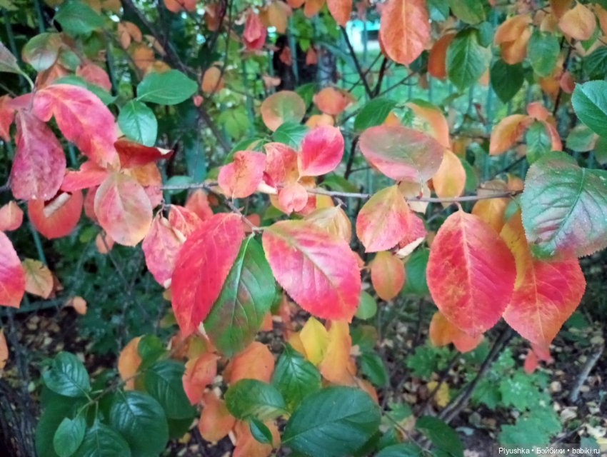 Рыжая - рыжая Фея — Домашние фото авторских кукол: личные коллекции (фото 8)