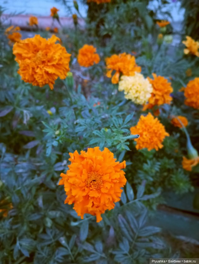 Рыжая - рыжая Фея — Домашние фото авторских кукол: личные коллекции (фото 6)