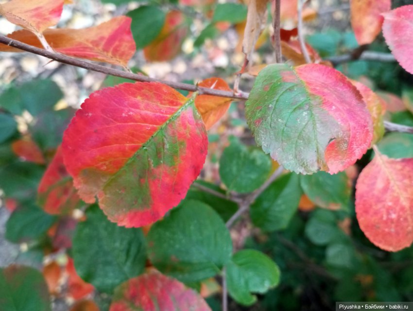 Рыжая - рыжая Фея — Домашние фото авторских кукол: личные коллекции (фото 9)