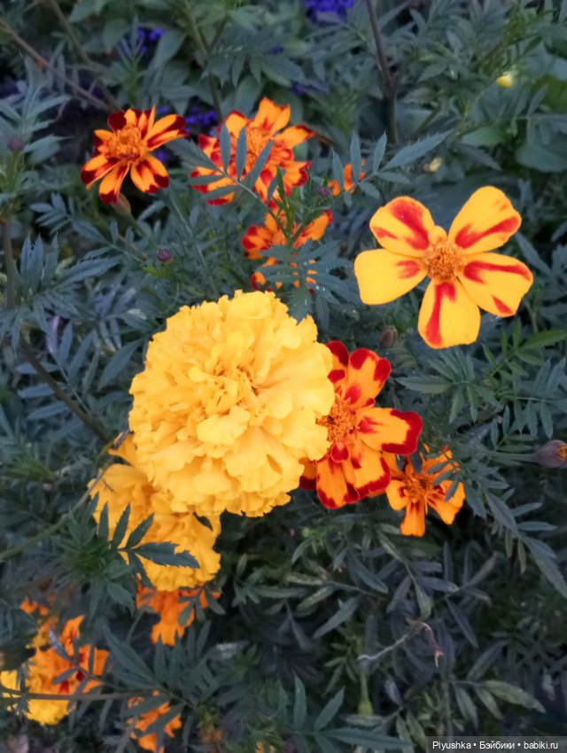 Рыжая - рыжая Фея — Домашние фото авторских кукол: личные коллекции (фото 3)