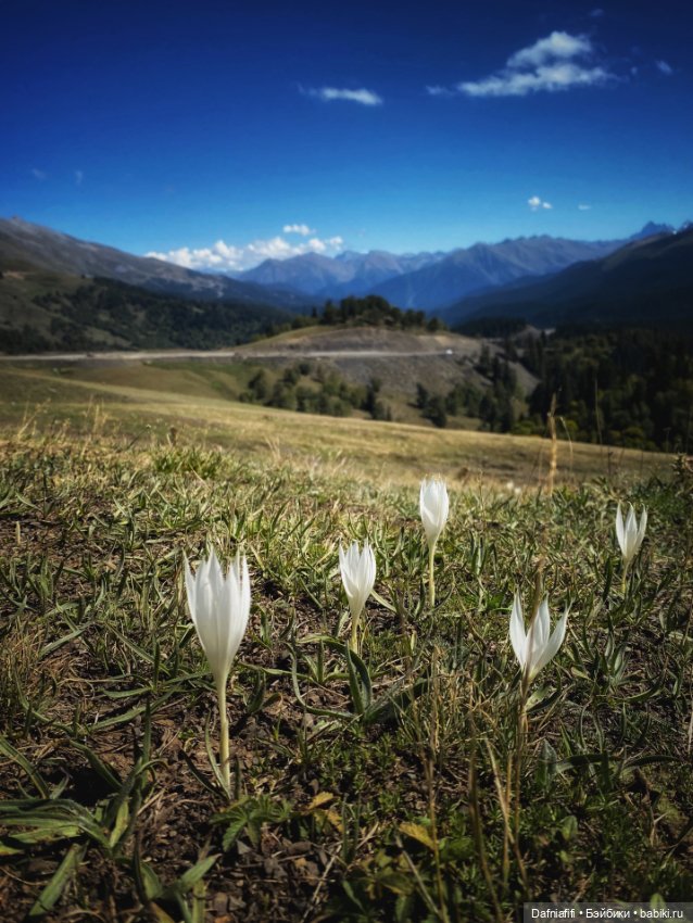 Лесные зарисовки. Рави — Куклы Azone (Азон) и тела Pure Neemo: фото