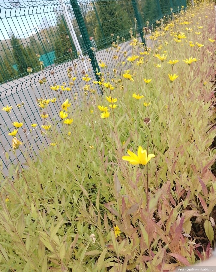 Zack event. Заки в парке) (фото 6)