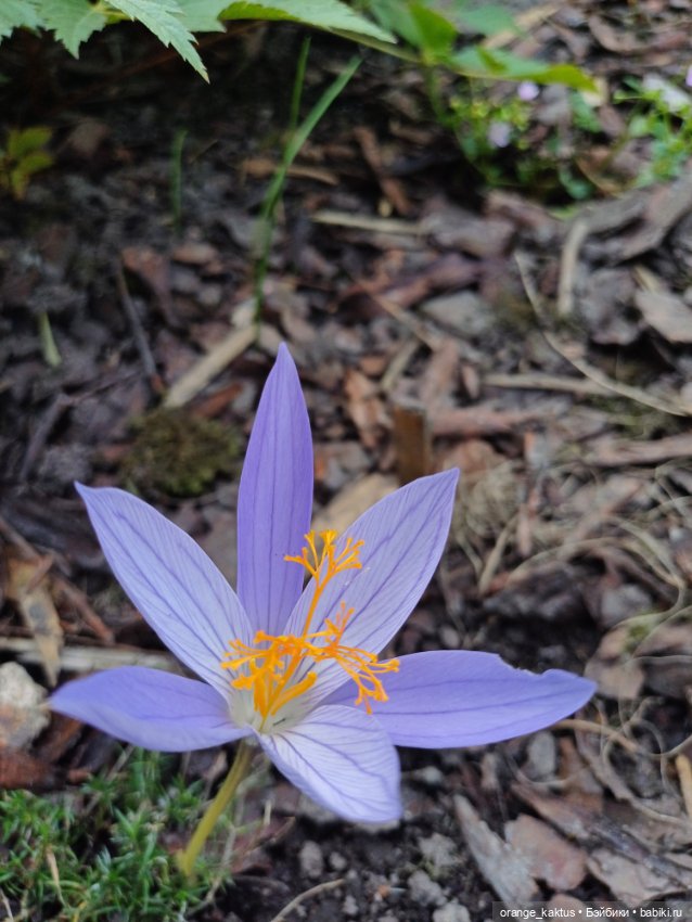 Васька в ботаническом саду
