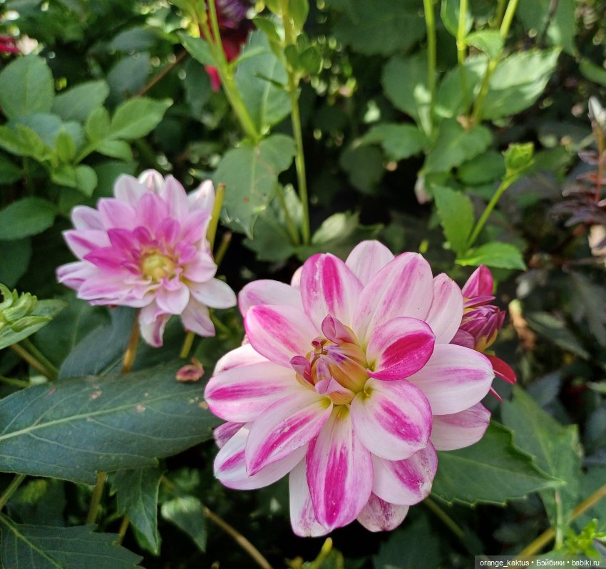 Васька в ботаническом саду