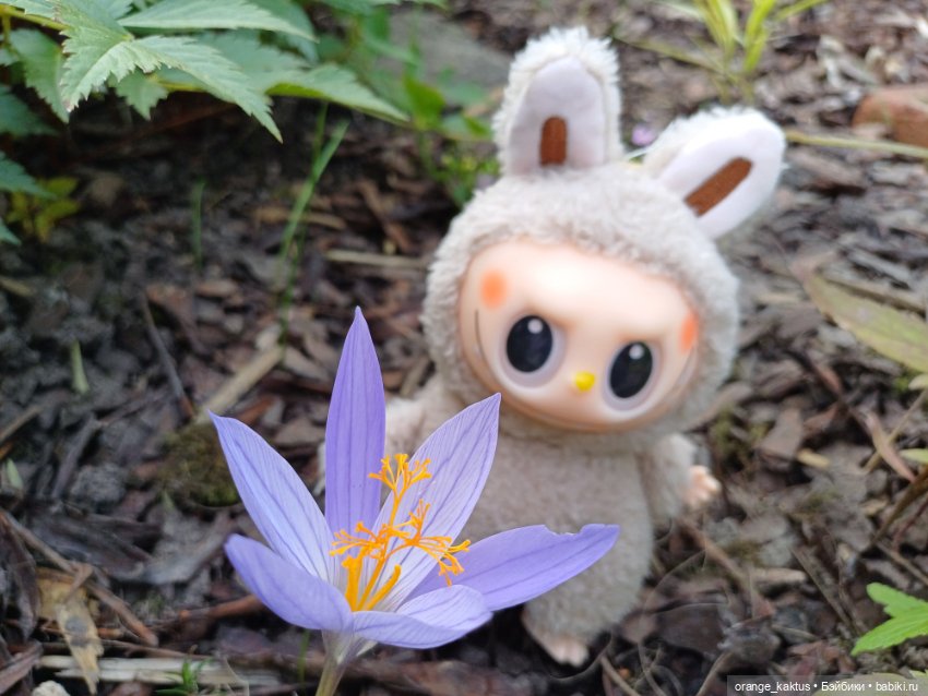 Васька в ботаническом саду (фото 10)