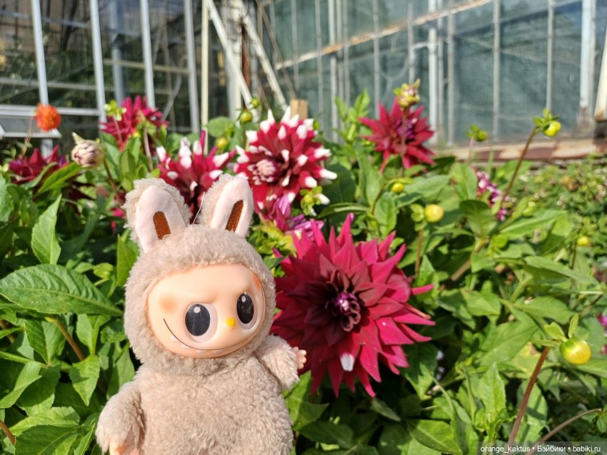 Васька в ботаническом саду