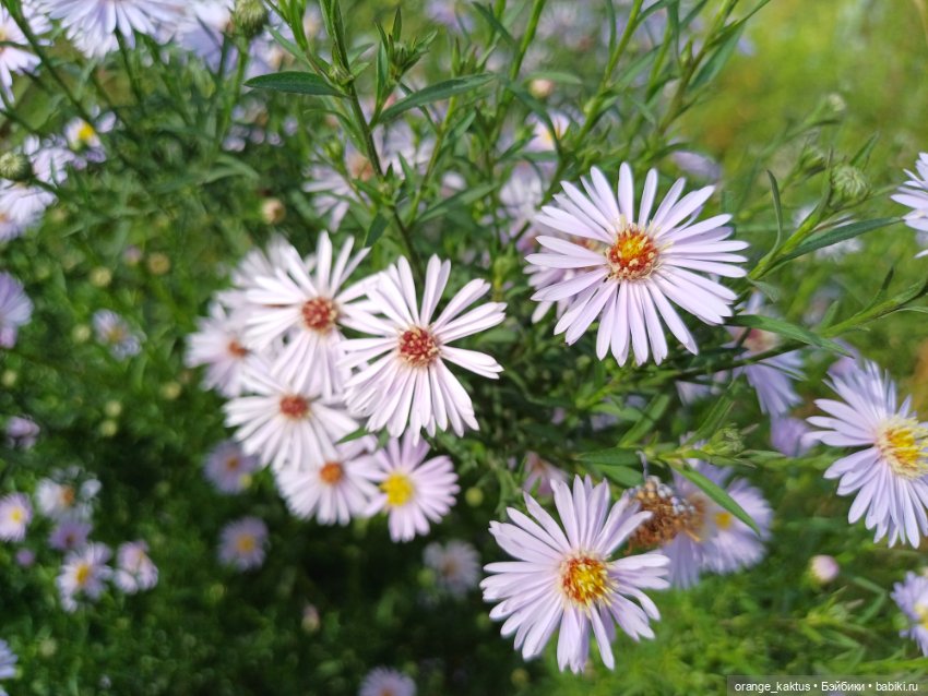 Васька в ботаническом саду (фото 9)