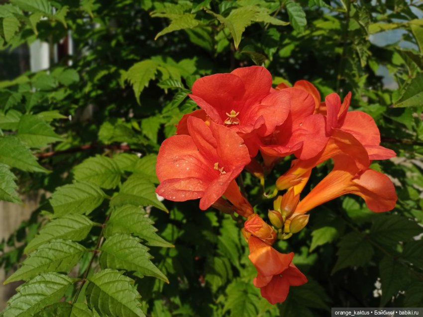 Васька в ботаническом саду