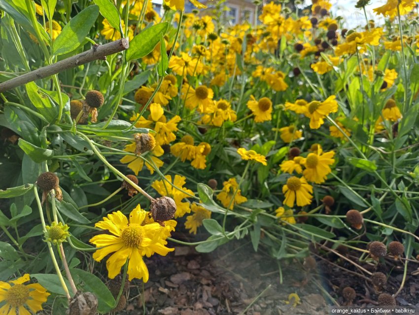 Васька в ботаническом саду