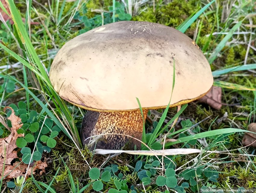 Малышка kidz n cats и цветы осени