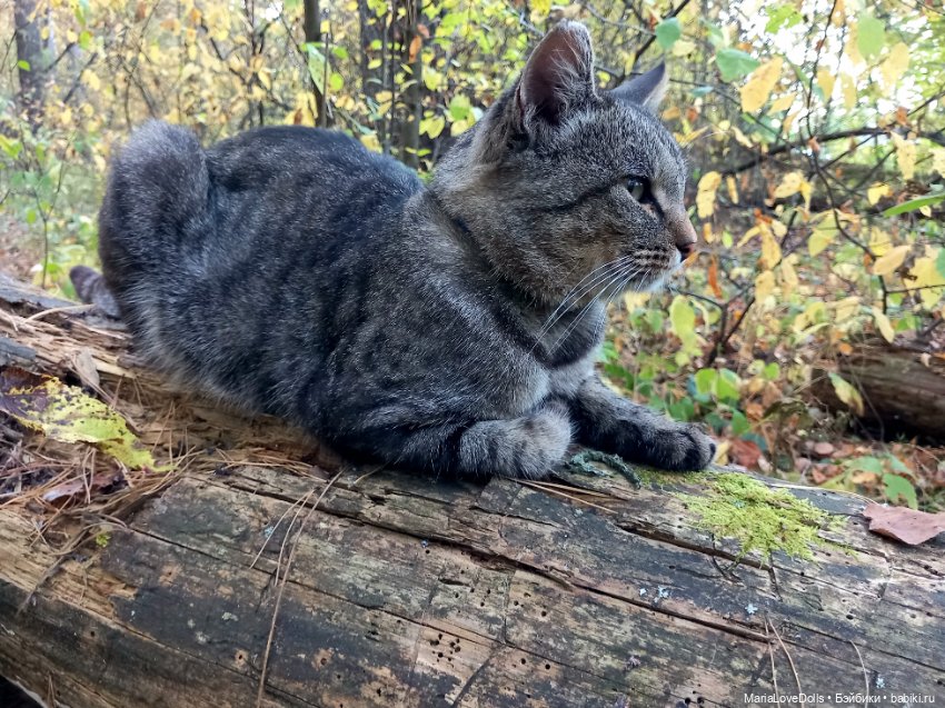 💖Новенькие💖 — Куклы Llorens (Ллоренс): испанские пупсы