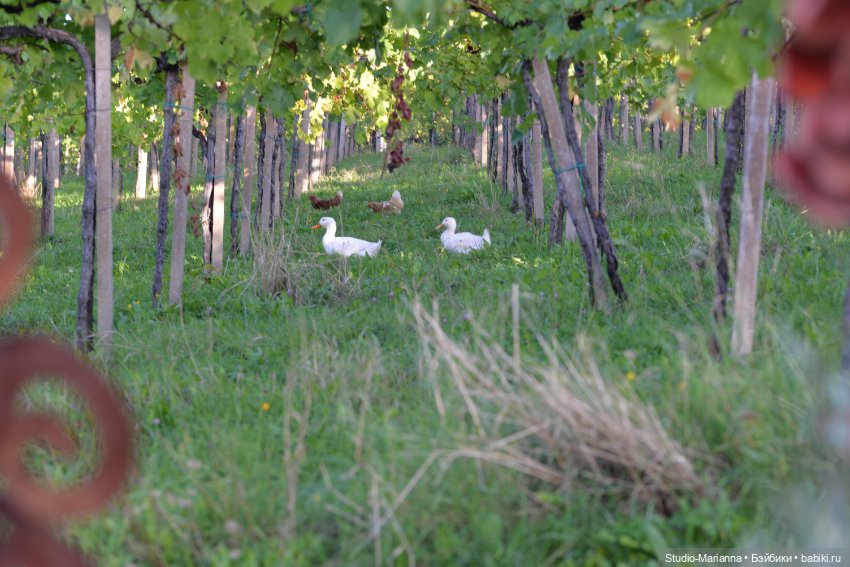 Малышка kidz n cats и цветы осени