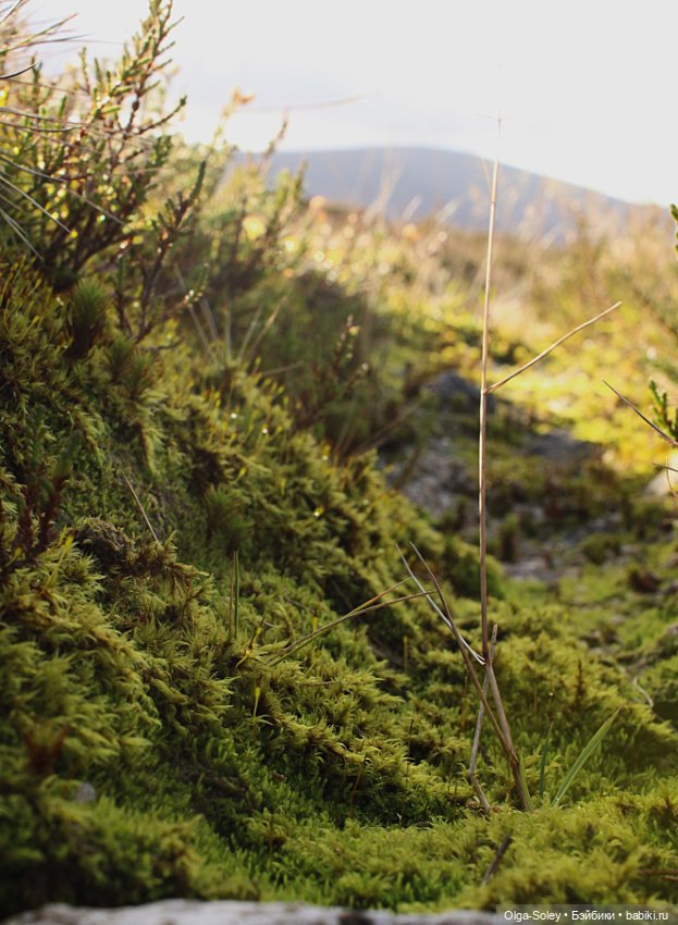 Большое путешествие маленького внедорожника (фото 8)