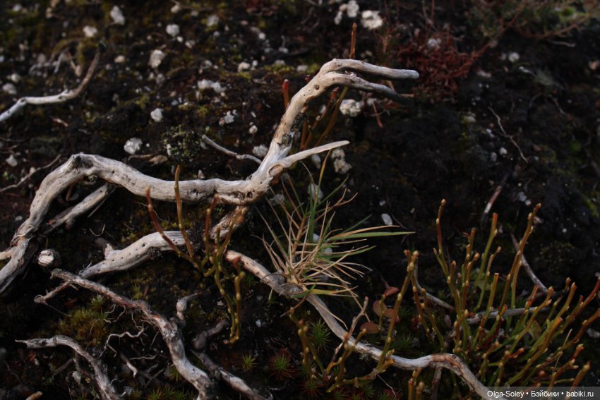 Большое путешествие маленького внедорожника