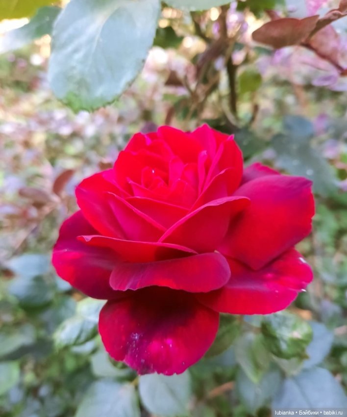 Прелесть красного берета♥️