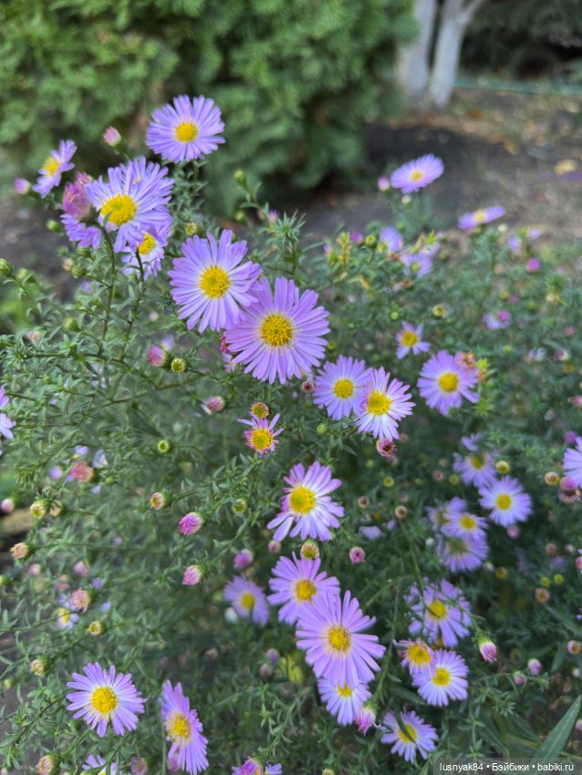 Прогулка в парке — Куклы Dart dolls (Анна Шиткина): российские BJD (БЖД)