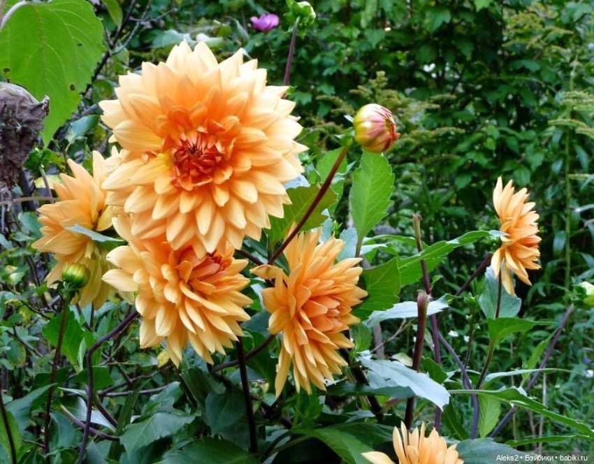 Мои куклы Паола Рейна, Paola Reina часть первая, вторая, третья, четвертая