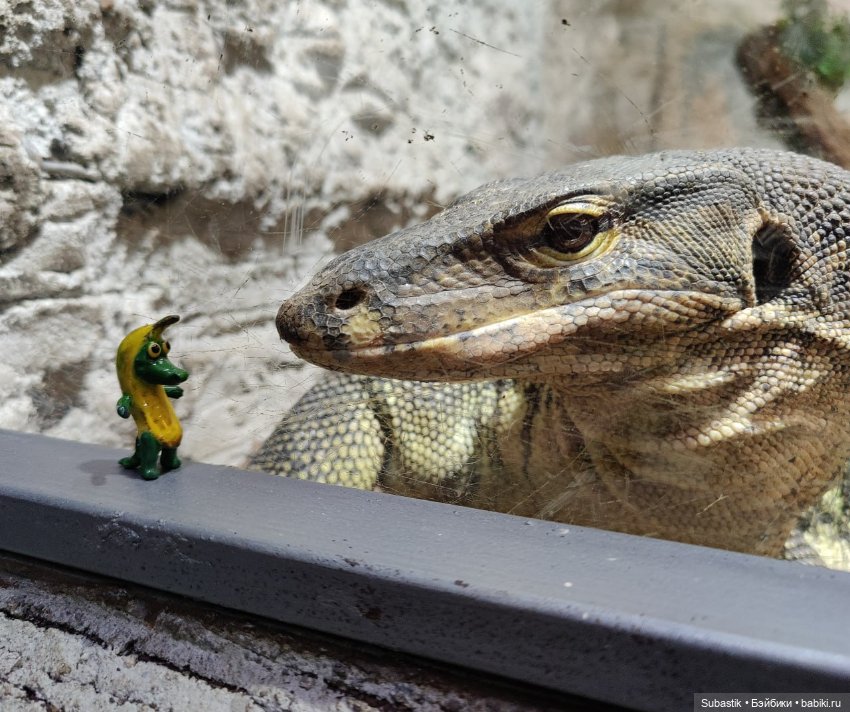 Крокодил, крокодю и буду крокодить
