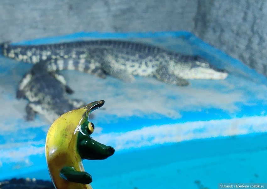 Крокодил, крокодю и буду крокодить