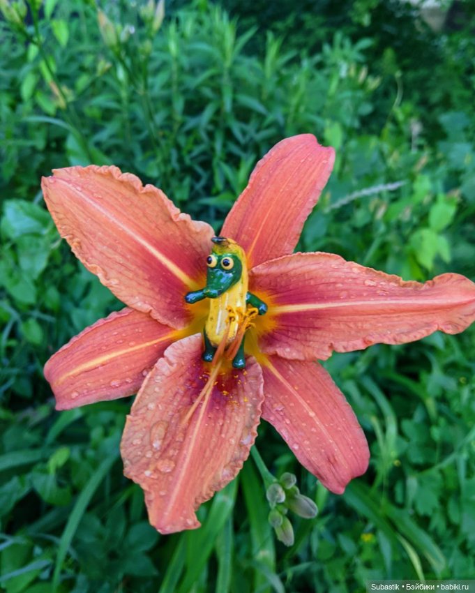 Крокодил, крокодю и буду крокодить (фото 6)