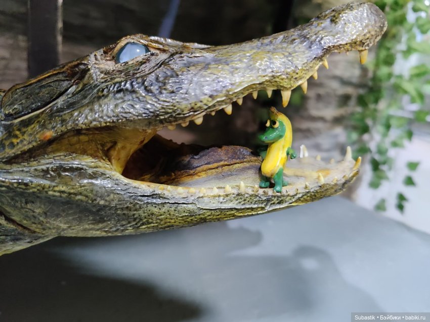 Крокодил, крокодю и буду крокодить