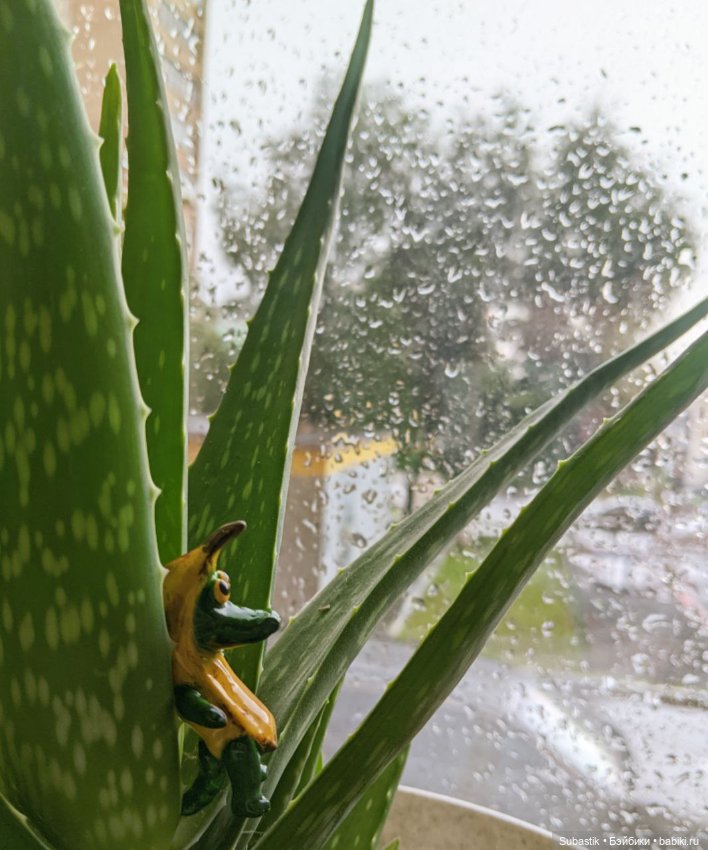 Крокодил, крокодю и буду крокодить