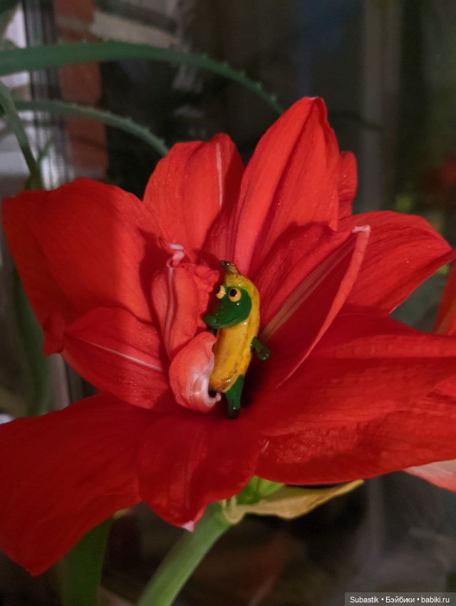 Крокодил, крокодю и буду крокодить (фото 10)