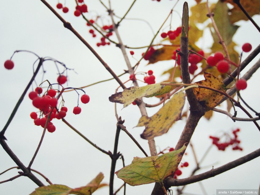 Игровые куклы разных производителей (Разное): редкие бренды