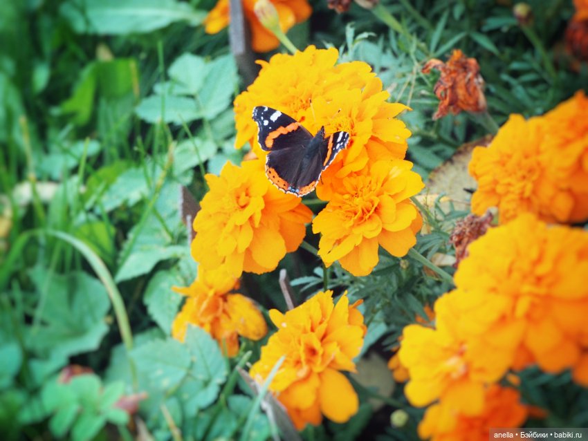 Игровые куклы разных производителей (Разное): редкие бренды