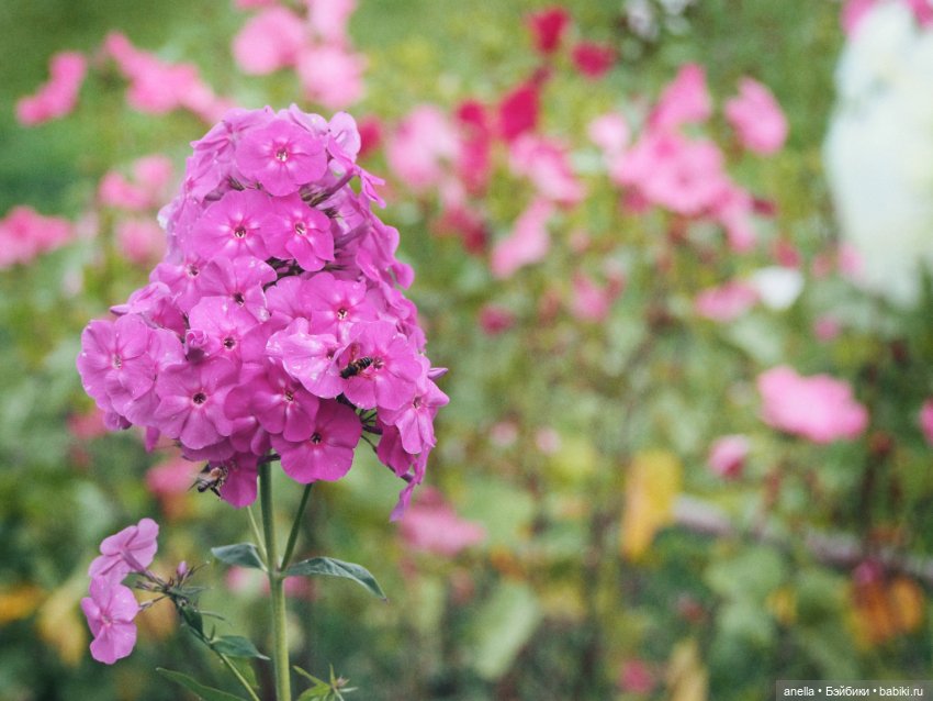 Игровые куклы разных производителей (Разное): редкие бренды