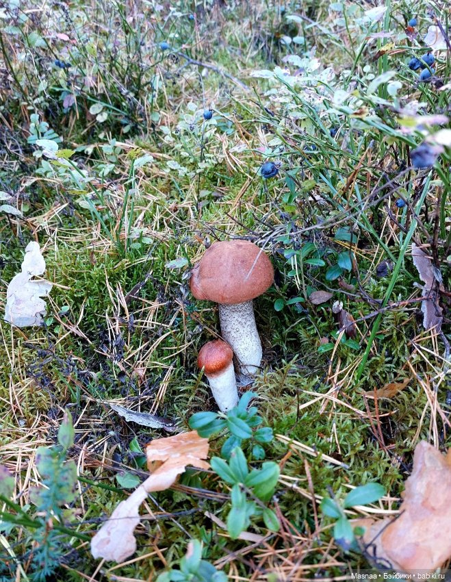 Закрываю сезон 😞 — Коллекционные фигурки (разное): животные (фото 3)